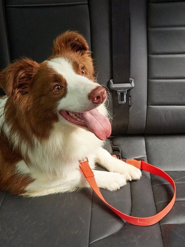 Car safety belt🐾